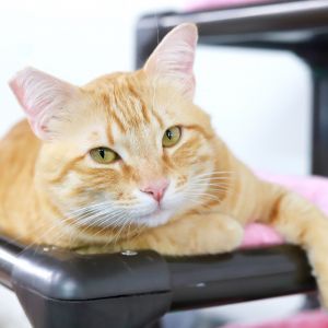 Cheeks Domestic Short Hair Cat