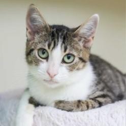 Youll love Willow This delightful teenage tabby girl with white accents has overcome the odds as a