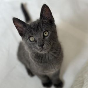 Ghirardelli is a very sweet friendly playful kitty His gorgeous charcoal gray