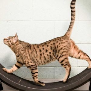 Theo is a majestic Bengal cat who exudes the wild charm of his breed With his s