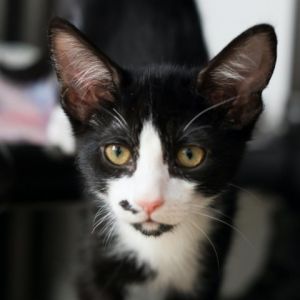 Meet George an adorable tuxedo kitten with a presidential namesake George Wash