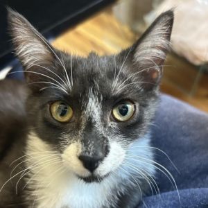Meet Mini a charming female tuxedo kitten with an adorable black nose and robber mask Minis journ