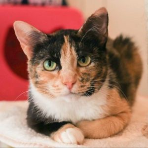 Dont miss Maeve the captivating calico with a persona as colorful as her coat Despite being small