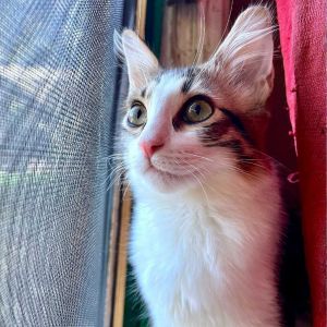 Sini Sioux Baby Domestic Short Hair Cat