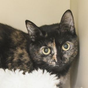 Lady is a stunning teenage tortie with large soulful eyes and a beautiful speckl