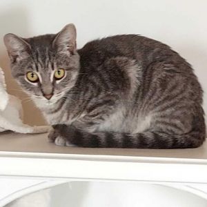 Will is a handsome gray tabby He is energetic and active Will and his sister H