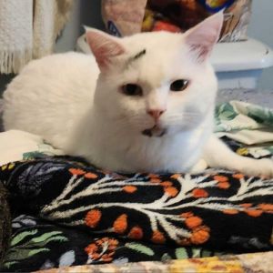 Marshmallow Domestic Short Hair Cat