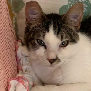 Danny is an active sweet young fellow who absolutely loves people He sleeps qui
