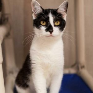 Calypso is a charming black-and-white feline with endearing moo-cow coloring that adds to her uniqu
