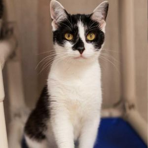 Calypso Domestic Short Hair Cat