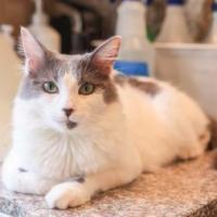 Violet Domestic Medium Hair Cat