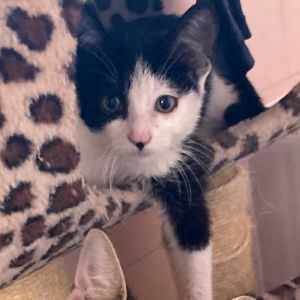 Kathleen Domestic Short Hair Cat