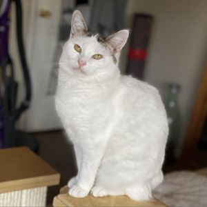 Paloma Domestic Short Hair Cat