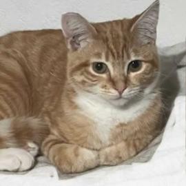 Pumpkin Domestic Short Hair Cat