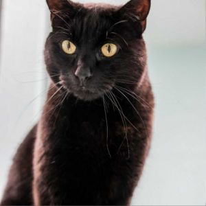 Meet Milo the enigmatic black panther of the domestic feline world With a sleek