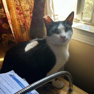 Pretty Girl Domestic Short Hair Cat