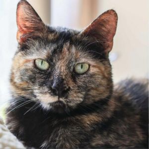 Miel is waiting with her captivating gaze and gentle demeanor to steal your hear