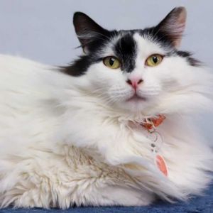 Miss Yvonne is a lovely large lady with big personality and even bigger hair Often called The Most