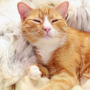 Cadbury is the perfect example of the classic orange cat He is chatty sing-songy friendly engage