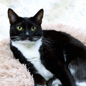Shilo KRLA-A-6310 and Desiree are two sweet and loving adult cats who have stu