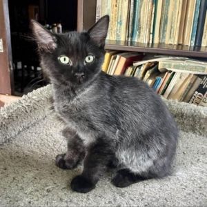 Slate is one of Mama Queens KRLA-A-6002 kittens He had a wonderful childhood with the best possib
