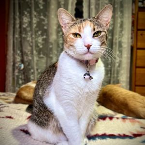 Amaya Domestic Short Hair Cat