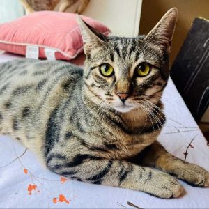 Cadde Domestic Short Hair Cat