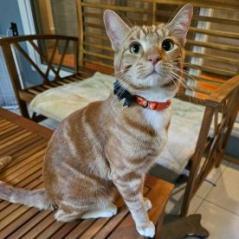 Meet Watson Watson is a high-energy goofy orange tabby with a big personality 