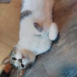 Bingo Domestic Short Hair Cat