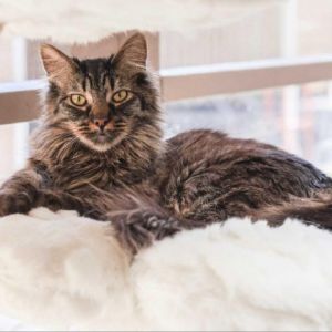 Marvelous Mindy is quite a beauty with unusual coloring and a wonderful floofy tail She most certai