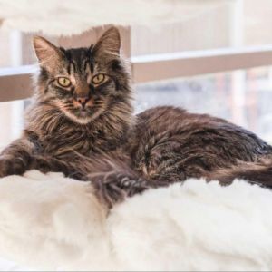 Mindy Domestic Long Hair Cat