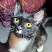 Say hi to Tuxie The perfect bundle of feline joy an affectionate playful and