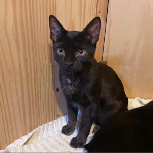 Palladium is a big personality guy in a sleek shiny package This kitten has su