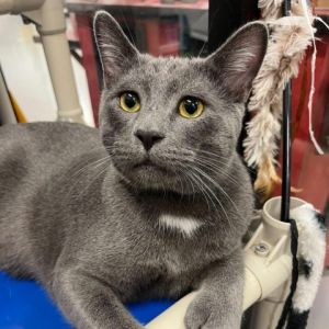 Sunny is a friendly polydactyl kitty who loves snuggling and pets from people and playing with his t