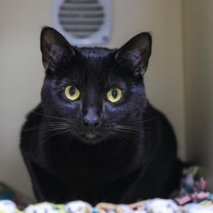 Inky is a mysterious black cat with a sleek black coat and curious eyes which wi