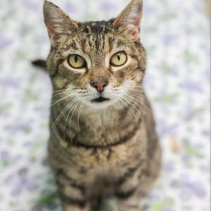 If youre searching for a delightful cat who will add joy and warmth to your life come meet Astrid a