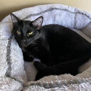 Nyx is sweet girl with so much personality She is a total lap cat who will give you a quick