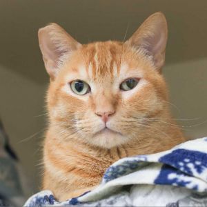 Gilbert Domestic Short Hair Cat