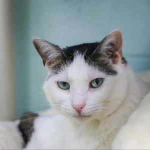 Meet Dot a sweet and affectionate adult cat with a charming personality all her