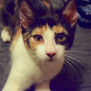 Zigarella Stardust Domestic Short Hair Cat