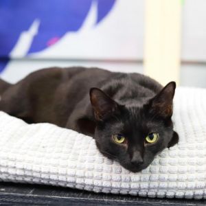 Antimony is a sweet curious affectionate boy who purrs to the touch and love to 