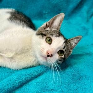 Ludwig is a loving active kitten that especially loves people and will love to race around your hou