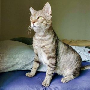 Bindi Domestic Short Hair Cat