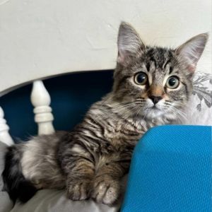 Luna Domestic Medium Hair Cat