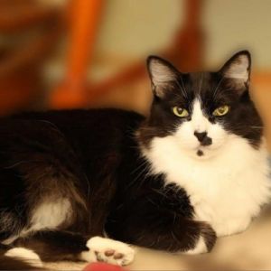 Panda is a smart beautiful inquisitive and happy cat who still loves to play and