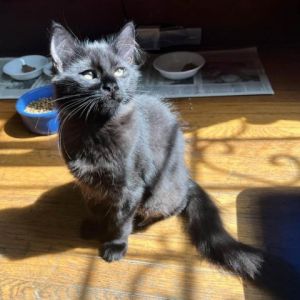 Noir Domestic Medium Hair Cat