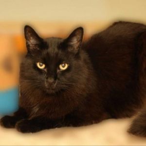 Bear is a shy but affectionate guy who is well behaved and loves his sister Panda and would like to