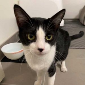 Meet Tuxedo Tuxedo is a very submissive little guy Hes gentle friendly and patient He is a bit
