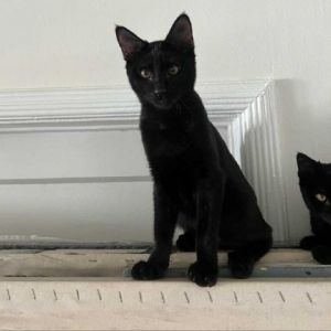 Meet Moe - a sweet black kitty who was found with his two siblings living at a m