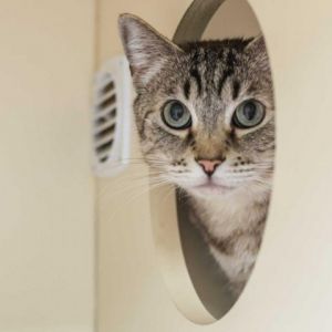 Sasha will capture your heart at first glance when you see his unique fawn tabby coat and mesmerizin